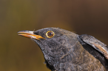 Merlo - Turdus merula