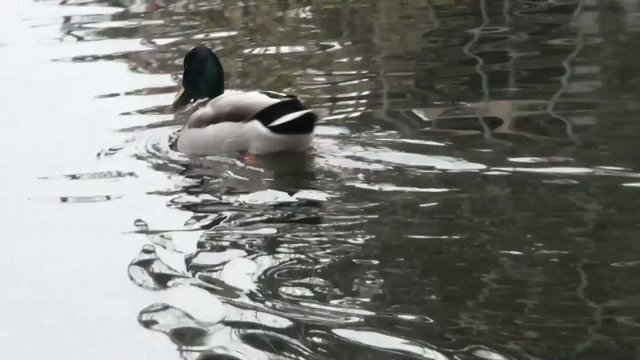 Two ducks with white beak float on the pond in search of food