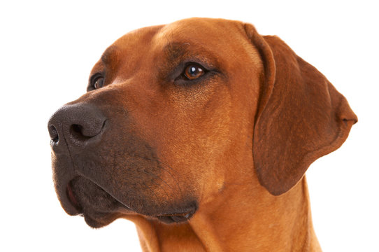 Rhodesian Ridgeback