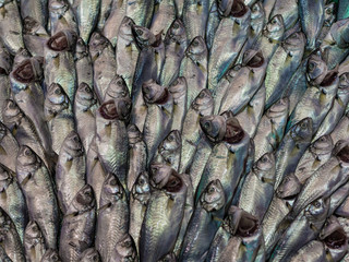 Obraz premium Fische auf einem Markt in Istanbul.
