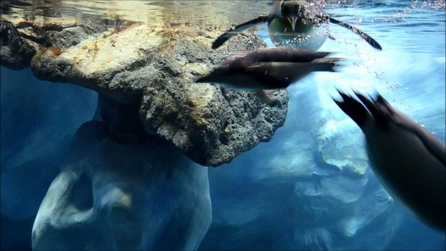 Pinguine unter Wasser