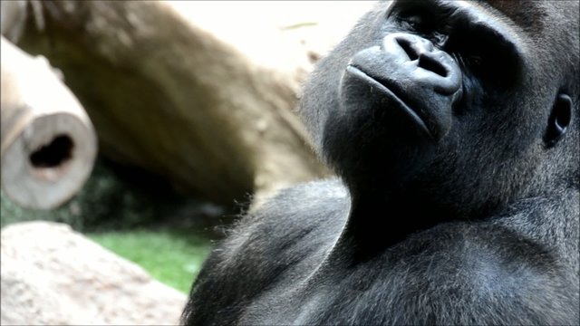 Gorilla