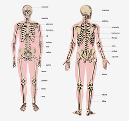 human skeleton
