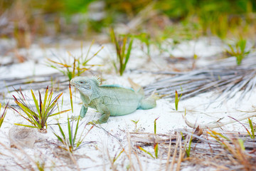 Obraz premium Rock iguana at Little Water Cay