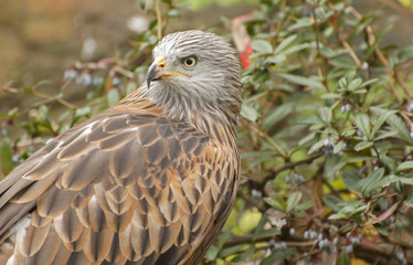 Red kite