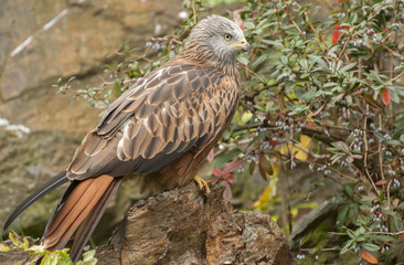 Fototapeta premium Red kite