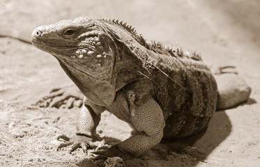 Blue iguana