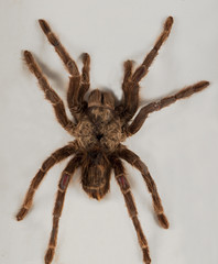 Vogelspinne