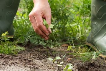 woman hands weeding the sprouts of radish - obrazy, fototapety, plakaty