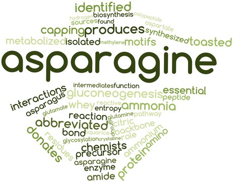 Word cloud for Asparagine