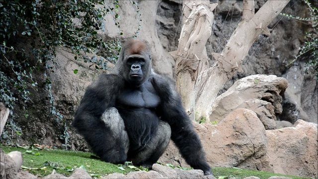 Gorilla