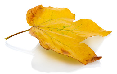 Naklejka premium bright autumn leaf, isolated on white
