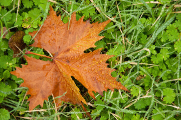 Foglia bagnata