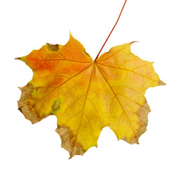 bright autumn maple leaf, isolated on white