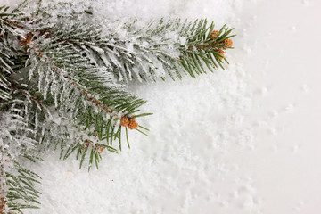 Spruce covered with snow