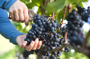 Harvesting Grapes