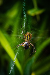 wasp spider eating bee
