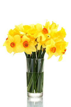 beautiful yellow daffodils in transparent vase isolated on