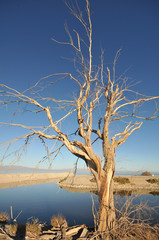 Old dead tree by the Salton Sea