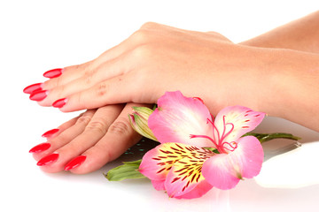 woman hands  with flower isolated on white