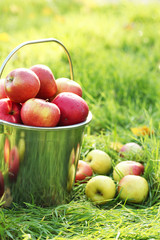 pail of fresh ripe apples in garden on green grass