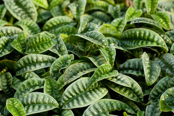 psychotria ankasensis