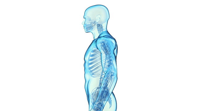Transparent Human Body on white background, loop rotation