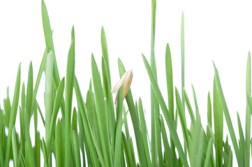 Obraz premium Katzengras