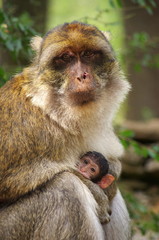 macaque de barbarie et son bébé