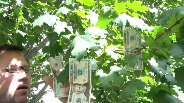 Money Grows on Trees