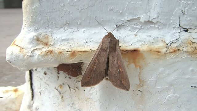 Moth Fluttering Wings Close-up