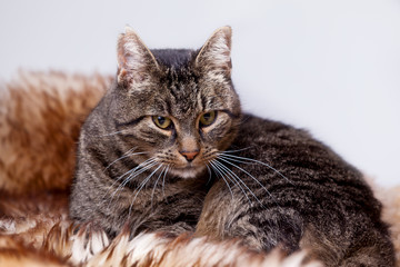 Kater auf Fell liegend