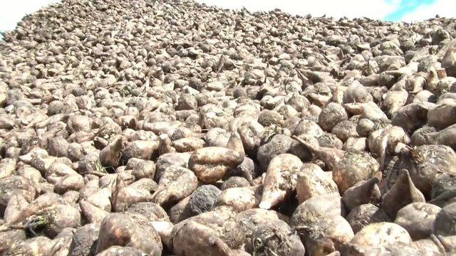 Mountain of Sugar Beets
