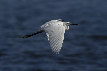 aigrette garzette