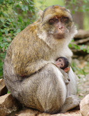 macaque de barbarie et son bébé