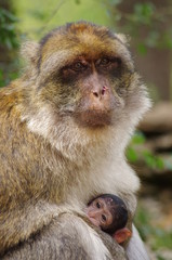 macaque de barbarie et son bébé