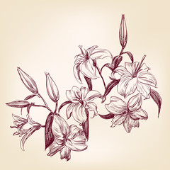 illustration lily
