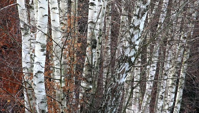 Birch trunks in the forest.