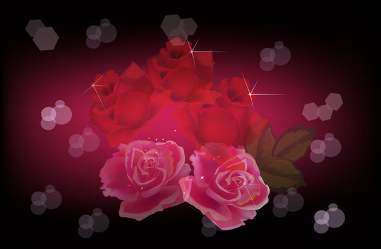 pink and red rose flowers on dark background