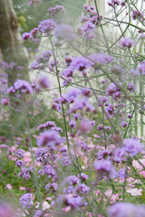 Fototapeta premium Bush with purple flowers