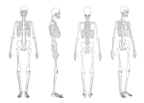 3d wireframe of skeleton 