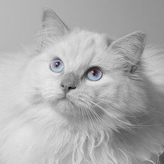 Ragdoll in black and white
