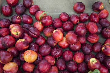 Fresh natural apricots