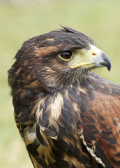 Harris hawk portrait