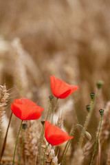 Obraz premium Red Poppy, Corn Poppy (Papaver Rhoeas) - Remembrance Day