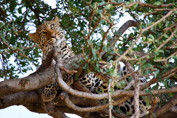 Fototapeta na wymiar Leopard na drzewie