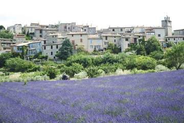 motorbike tour french lavender fields