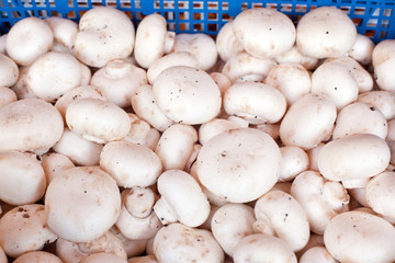 Fresh healthy bio mushrooms on farmer market