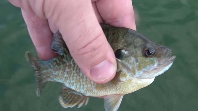 Small Fish Wiggling back to Water