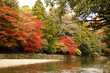 色づく五十鈴川